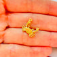 FO1233 Colgante Cangrejo 15 x 15 mm más argollita Espesor 1.5 mm Figura Baño Oro